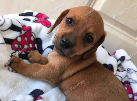 Chiweenie for sale