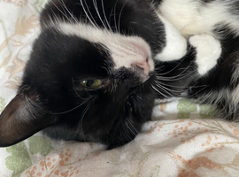 Two cats for rehome