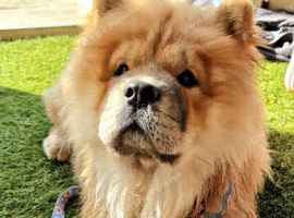 OUTSTANDING CHOW CHOW PUPS