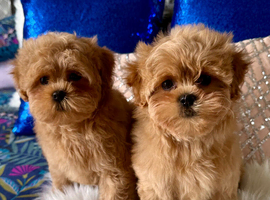 Stunning Asian Shihpoo puppies
