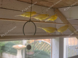 Canaries
