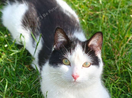 Beautiful female calico kitten available