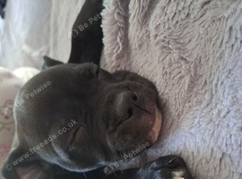 Beautiful jet black staffy puppy female.
