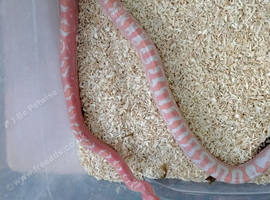 Scaleless Reverse Okeetee Corn Snake