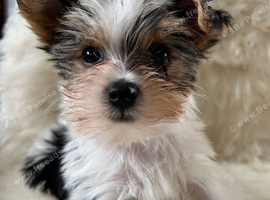 Biewer terrier puppy