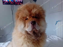 Chow chow for stud