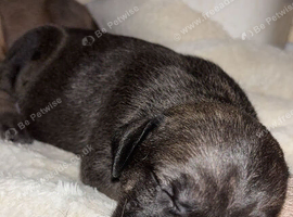 Beautiful Cane Corso X Presa Pups