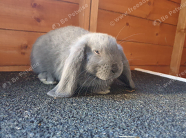 Grey French Lops