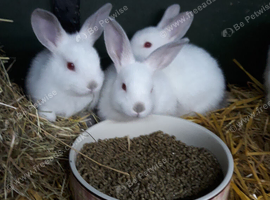 Stunning litter of new Zealand white rabbits