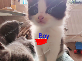 Ragdoll x Bsh kittens