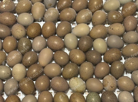 Chinese painted Quail Hatching Eggs