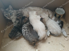 5 lovely Bengal  kittens  4 boys