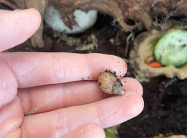 Baby Giant African Land Snails for sale