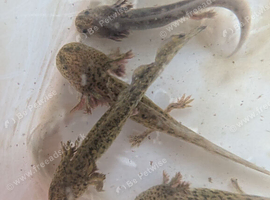 Axolotls