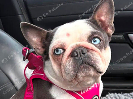 French bulldog looking for a Retirement home