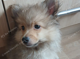 1 male Pomeranian puppy for sale 600