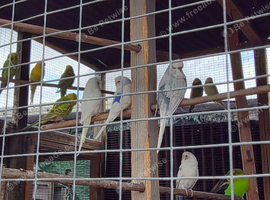 10 budgies to go together