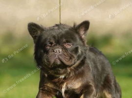 Noodle Full Visual Fluffy French bulldog