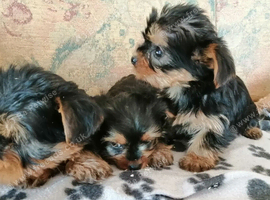 Pedigree Pure Yorkshire Terrier puppies