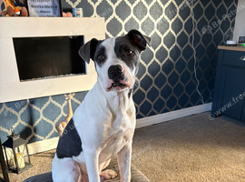Staffy X American Bulldog