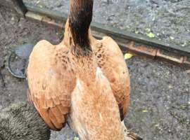 Mixed game hen