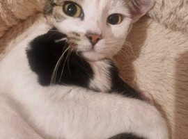 Male Kitten