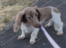 Longhaired Miniature Dachshund