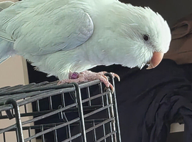 Large cage and bird named fidget