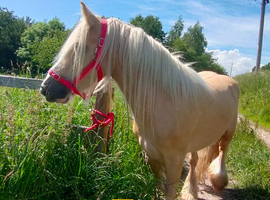 Flashy gelding