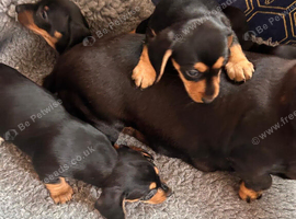 Beautiful littler of jackshounds