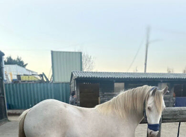 Traditional san cler gypsy cob