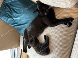 Beautiful Black Kitten