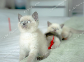 STUNNING Blue Colourpoint British Shorthair kittens
