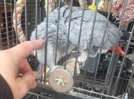 African grey