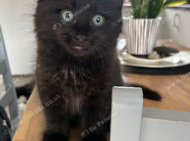 Maincoon kittens ready 1 fluffy male left.female has been now reserved.
