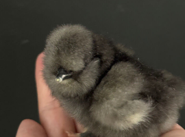 USA bearded silkie chicks
