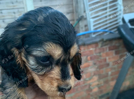 Show cocker spaniels
