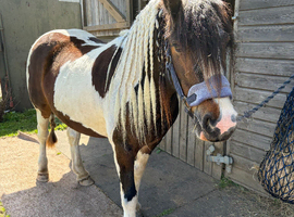 Beautiful cob 13hh mare