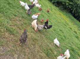 Fertile Mixed chicken eggs