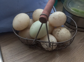 Hatching Eggs