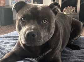 Pedigree Staffordshire bull terrier available to Stud