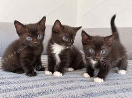 Mixed breed
