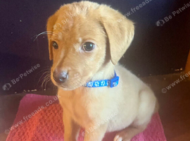 Kc reg fox red labs