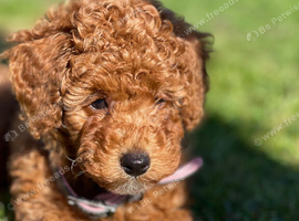 Toy poodle 19 months old