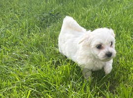 Maltese puppy