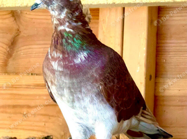 Iranian high flyer  Pigeon for sale in Sheffeild  &pound;20 each