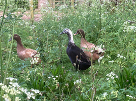 2x Khaki Campbell, 1 x Magpie