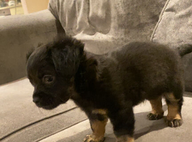 Black n tan King Charles x chihuahua spaniel female