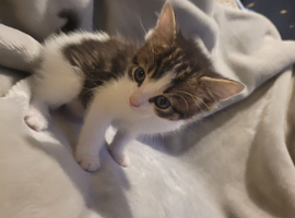 Mix fur kittens