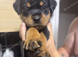 Stunning Rottweiler pups
